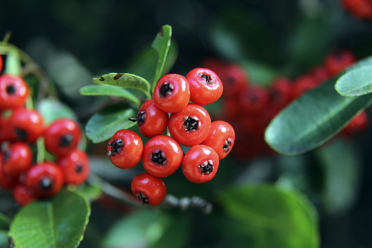 术应用可能 术应用可能